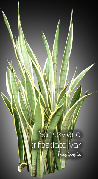 Sansevieria - Sansevieria trifasciata var - Snake plant